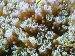 Montipora grisea