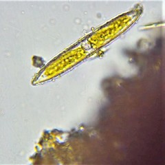 Tryblionella