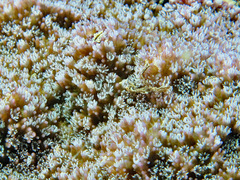 Montipora grisea