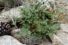 Tauschia parishii