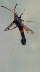 Synanthedon myopaeformis