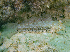 Mud Reef-Goby photo 5