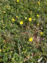 Potentilla erecta