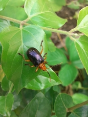 Aplosonyx chalybaeus