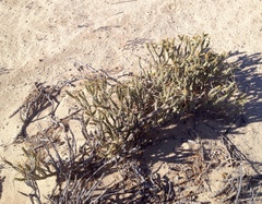 Cylindropuntia tesajo