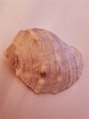 Rapaninae