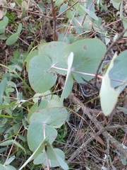 Eucalyptus bridgesiana