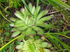 Sempervivum tectorum