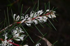Hakea decurrens physocarpa