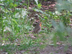 Erithacus rubecula