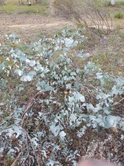 Eucalyptus bridgesiana