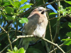 Garrulus glandarius