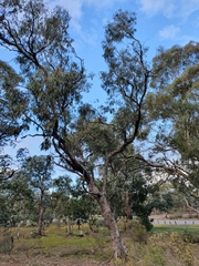 Eucalyptus bridgesiana