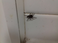 Scotophaeus blackwalli