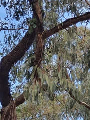 Eucalyptus bridgesiana
