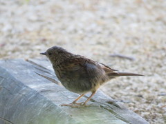 Prunella modularis