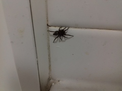 Scotophaeus blackwalli