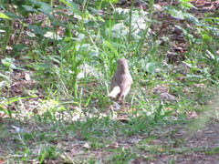 Erithacus rubecula