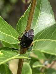 Deraeocoris delagrangei