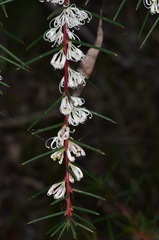 Hakea decurrens physocarpa