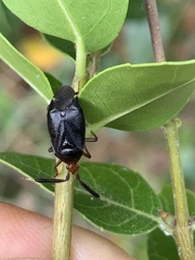 Deraeocoris delagrangei