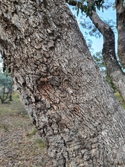 Eucalyptus bridgesiana