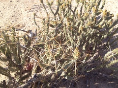 Cylindropuntia tesajo
