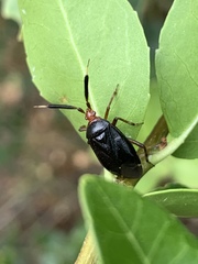 Deraeocoris delagrangei
