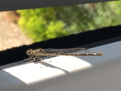 Enallagma cyathigerum