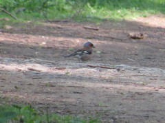 Fringilla coelebs