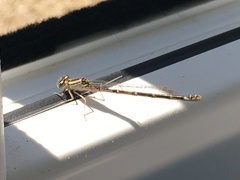 Enallagma cyathigerum