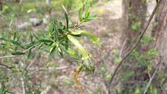 Styphelia triflora