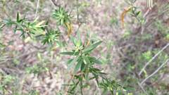 Styphelia triflora