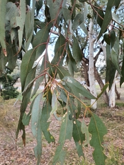 Eucalyptus bridgesiana