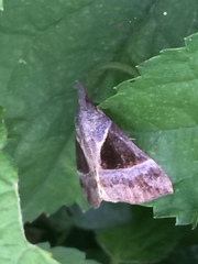 Hypena trigonalis