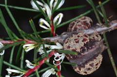 Hakea decurrens physocarpa