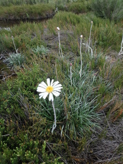 Celmisia pugioniformis