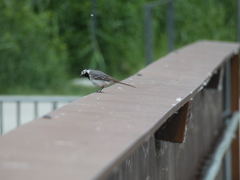Motacilla alba