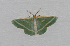 Mixocera latilineata