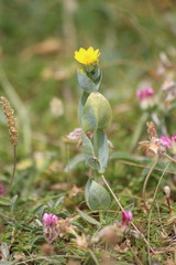 Blackstonia perfoliata