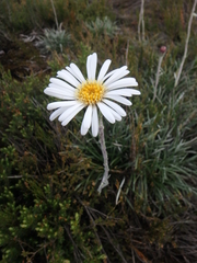 Celmisia pugioniformis