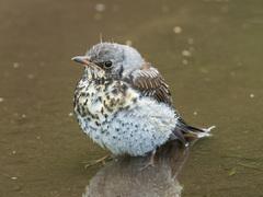 Turdus pilaris