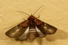 Lophoptera hemithyris