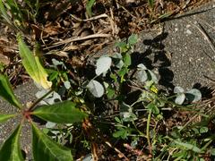 Erysiphe trifoliorum