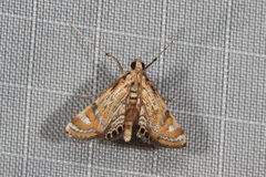 Cataclysta lampetialis