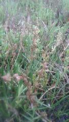 Triglochin concinna concinna