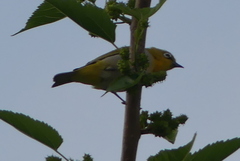 Zosterops palpebrosus