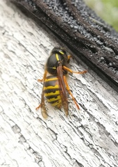 Dolichovespula norwegica
