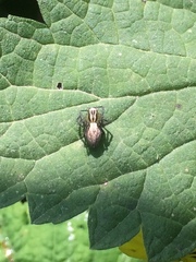 Oxyopes lineatus