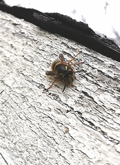 Dolichovespula norwegica